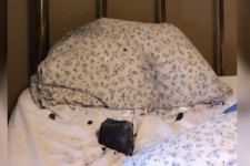 Egy kanadai nő arra ébredt, hogy egy meteorit csapódik az ágyába