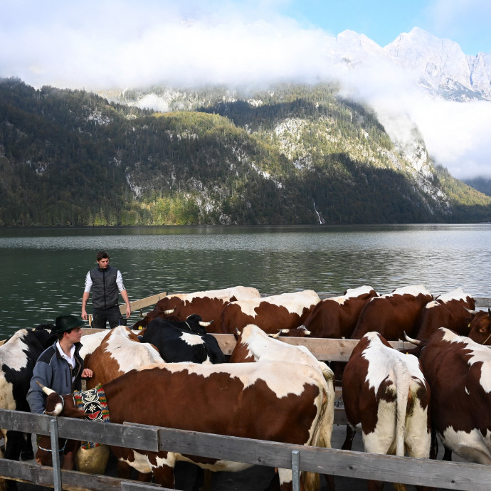 Az ünnepi lakomákra szorulhat vissza a marhahús, annyira káros a klímának
