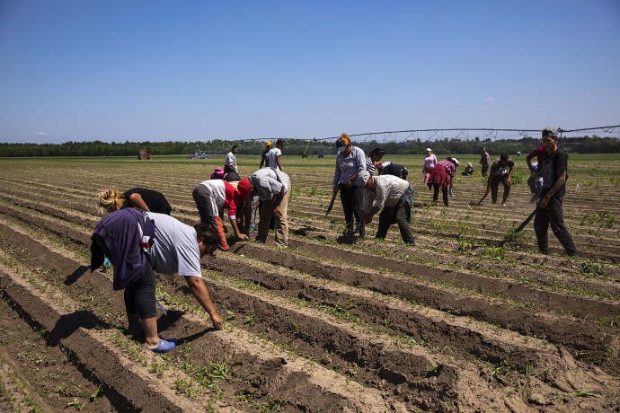 Dolgozók a Kisalföldi Zrt. biozöldség földjén. Fotó: Németh Dániel