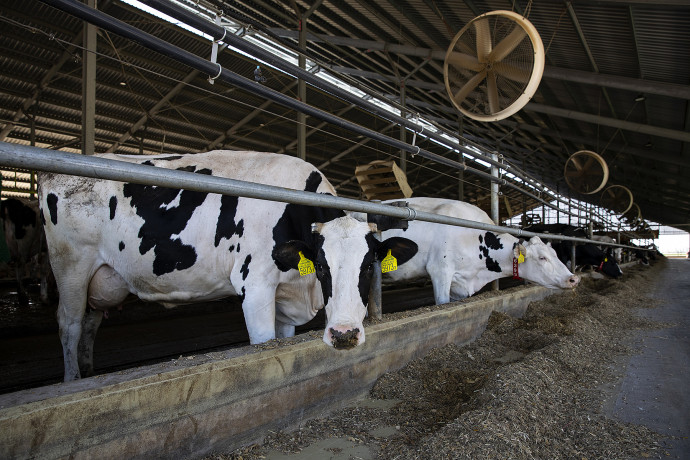 Fotó: Németh Dániel