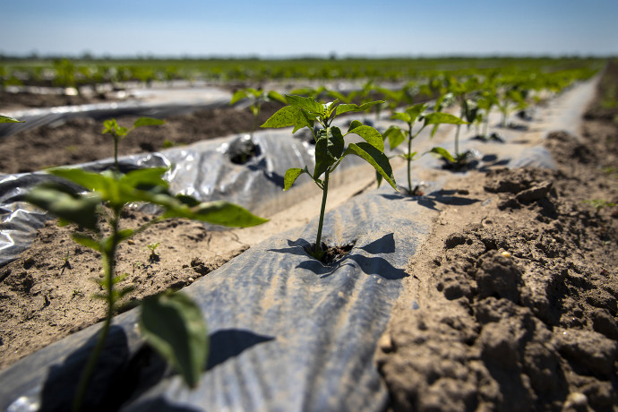 Fotó: Németh Dániel