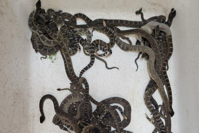 Több mint 90 csörgőkígyót halászott ki egy hüllőmentő egy kaliforniai család háza alól