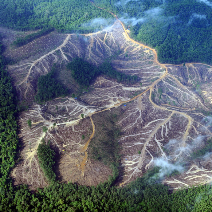 Öntik a pénzt az erdőirtáshoz kapcsolódó projektekbe a globális nagybankok