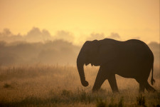 Az orvvadászat miatt alakultak ki az agyar nélküli elefántok