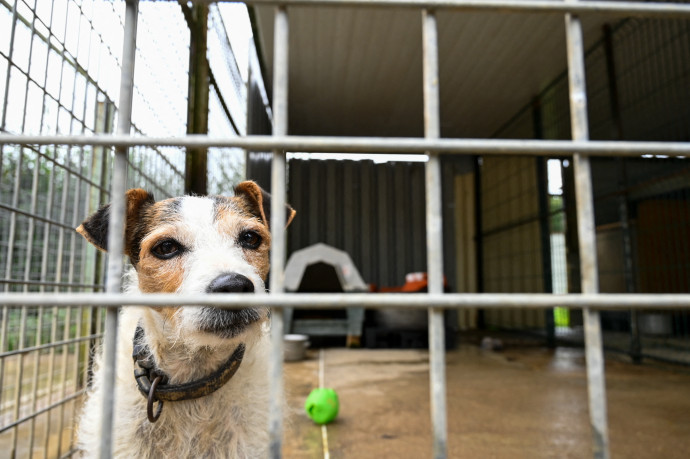 Rengeteg állatot kell befogadniuk a brit menhelyeknek a karantén feloldása óta, rég találkoztak ekkora rohammal