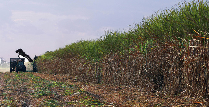 Harvesting sugar cane near Sertăozinho, in Brazil – Credit: Nelson Almeida / AFP