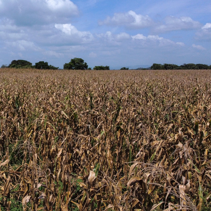A drága gáz miatt több helyen a szántóföldön hagyják a kukoricát