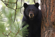 Harapós medve látogatta meg a magaslesen ülő vadászt Wisconsinban