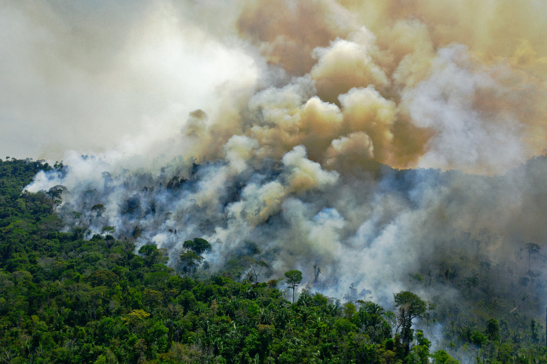 A világ vezetői azt ígérik, 2030-ra nem lesz több erdőirtás