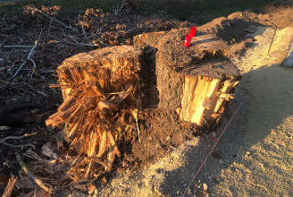 Kivágták a tihanyiak kedvenc fáját egy bicikliút miatt, ami végül át sem megy a helyén