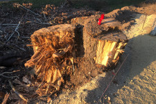 Kivágták a tihanyiak kedvenc fáját egy bicikliút miatt, ami végül át sem megy a helyén