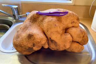 Doug, a ronda 7,9 kilós krumpli lehet a világ legnagyobbika