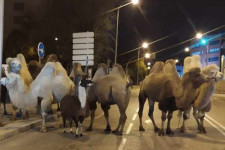 Egy láma nyolc teve társaságában masírozott Madrid utcáin