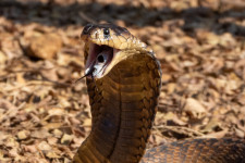 Rothadásnak indult egy férfi pénisze, miután megmarta egy kígyó, amikor a vécén ült