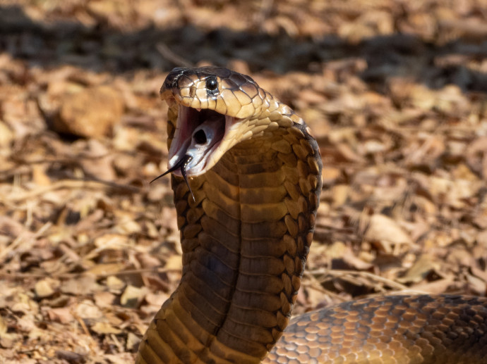 Örvös kobra – Fotó: Willem Van Zyl/Getty