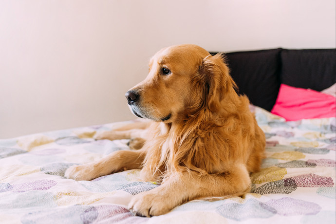 Kinek jó, ha az ember a kiskedvencével alszik?