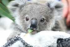 Chlamydia tizedeli a koalapopulációt