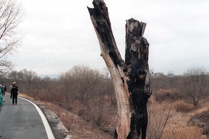 A fa maradványa egy 1984-es felvételen – Fotó: US Army / Wikimedia Commons