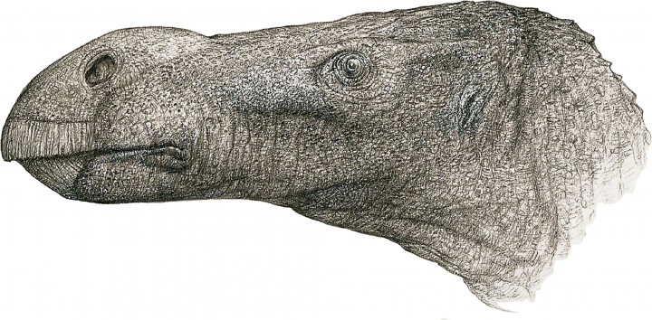 Az új dinoszauruszfaj, a Brighstoneus simmondsi jellegzetes feje – Illusztráció: John Sibbick/University of Portsmouth
