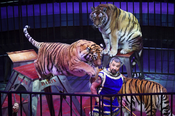 Tigrisek, oroszlánok vagy medvék sem szerepelhetnek többé élő cirkuszi műsorban Franciaországban