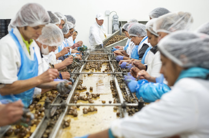 Kisvárda, 2019. szeptember 20. A hõkezelt csigaházakból kiszedik a csigahúst a francia tulajdonú Bourgogne Gastronomie Kft. élõ éticsiga feldolgozó és fagyasztott tésztatermékeket gyártó üzemében Kisvárdán az avatóünnepség napján, 2019. szeptember 20-án. A mintegy 6,5 milliárd forintból felépített, több mint 12 ezer négyzetméter alapterületû élelmiszeripari létesítmény beruházáshoz a magyar kormány negyvenszázalékos támogatást biztosított. MTI/Balázs Attila