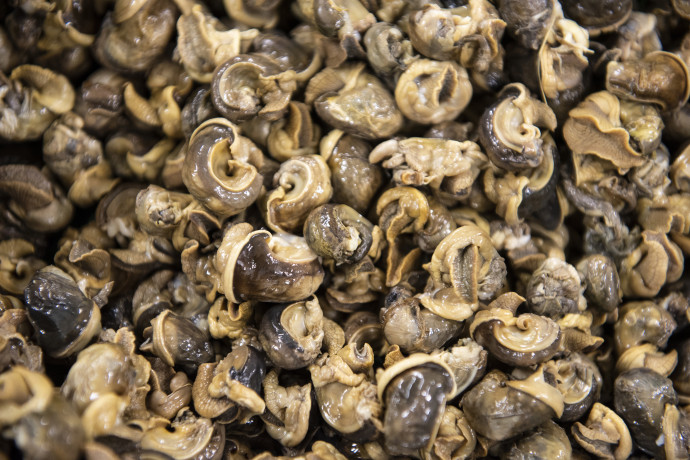 Kisvárda, 2019. szeptember 20. Csigahús a francia tulajdonú Bourgogne Gastronomie Kft. élõ éticsiga feldolgozó és fagyasztott tésztatermékeket gyártó üzemében Kisvárdán az avatóünnepség napján, 2019. szeptember 20-án. A mintegy 6,5 milliárd forintból felépített, több mint 12 ezer négyzetméter alapterületû élelmiszeripari létesítmény beruházáshoz a magyar kormány negyvenszázalékos támogatást biztosított. MTI/Balázs Attila