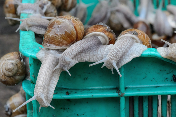 Chelm, 2014. május 14. Éticsigákat (Helix pomatia) kínálnak eladásra a kelet-lengyelországi Chelmben 2014. május 14-én. Az éticsigaszezon május végéig tart Lengyelországban. (MTI/EPA/Wojciech Pacewicz)