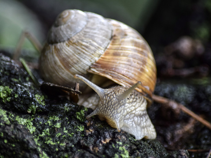 A kisvárdai csigagyár elnyelt 6,5 milliárd forint állami támogatást, Magyarországon vége a csigabiznisznek