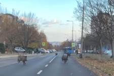 Vaddisznók száguldoztak a gazdagréti lakótelepen