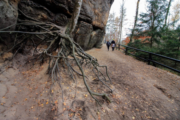 Levegőbe kapaszkodó fa és sziklakilátó Cseh-Svájcban – Fotó: Tenczer Gábor / Telex