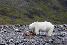 Videón a klímaváltozás egyértelmű jele: elfogytak a fókák, ezért rénszarvasra vadászik egy jegesmedve a Spitzbergákon
