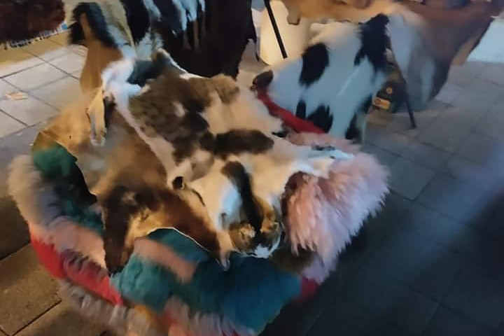 A győri vásárban látott macskabunda – Forrás: Magyar állatvédők Facebook-csoport