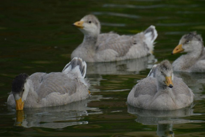 Madárinfluenza miatt el kellett pusztítani a keszthelyi Festetics-kastély madárparkjának mind a 380 egyedét