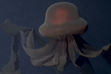 Lenyűgöző felvétel készült a rejtélyes mélytengeri óriásmedúzáról