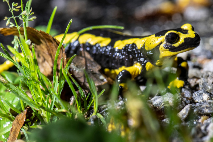 Védettséget kap a Szalamandra-völgy, nem lehet beépíteni