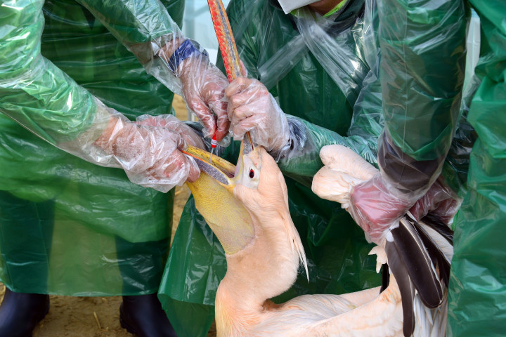 Madárinfluenzában elpusztult a budapesti állatkert két pelikánja, a többieket karanténba zárták