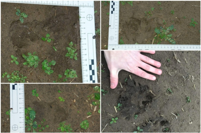 Hová tűnt a kiskunhalasi fekete párduc?