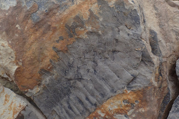 Többméteres ősi százlábú fosszíliájára bukkantak Angliában