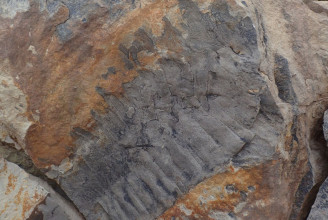 Többméteres ősi százlábú fosszíliájára bukkantak Angliában