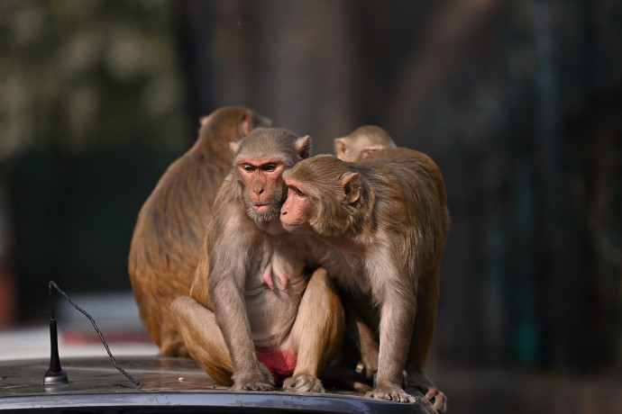 Kutyakölyköket elrabló majombanda tartja félelemben egy indiai falu lakóit