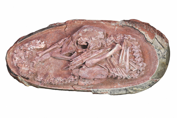 Tökéletes állapotban megőrzött dinoszauruszembriót találtak Kínában
