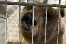 Veresegyházra került az olasz csendőrre támadó medve