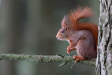 Ádáz ámokfutásában 18 lakost és állatot vadászott le egy walesi mókus