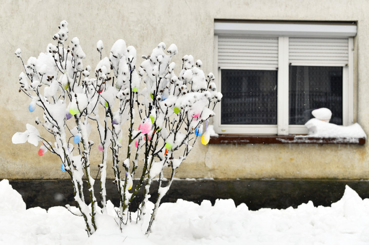 Tojásokkal díszített bokor havazás után Tésen 2021. április 14-én – Fotó: MTI/Máthé Zoltán