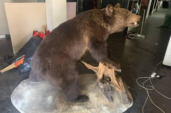 Elítéltek egy fideszes képviselőt, amiért egy medve bundájával kereskedett