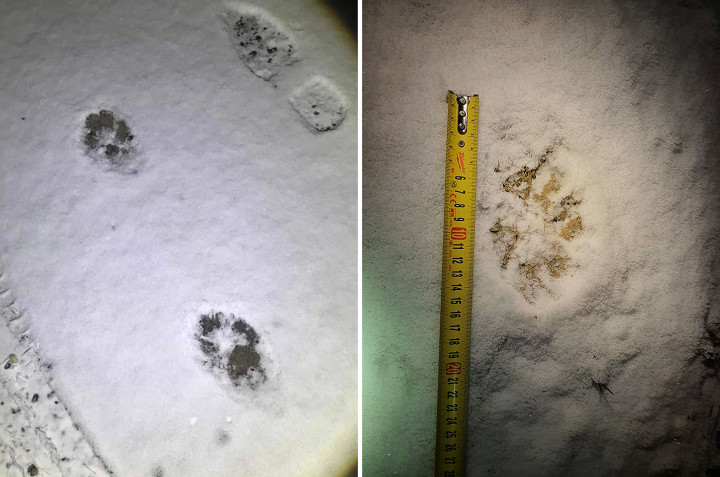 Újszász Város Önkormányzata január 9-én posztolt a Facebookon lakossági bejelentés alapján lábnyomokról készült fotókat, olvasónk is aznap este készített fotót Újszászon