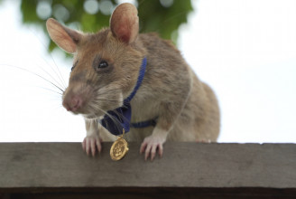 Elpusztult a világ legsikeresebb bombakereső patkánya