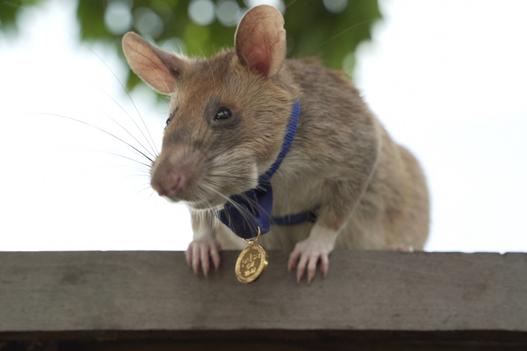 Elpusztult a világ legsikeresebb bombakereső patkánya