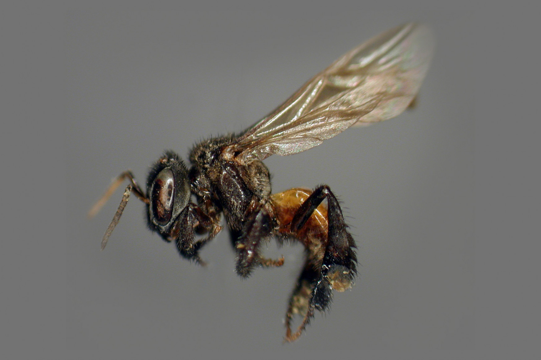 A dögevő méhek hetekig rohasztott hússal etetik a lárváikat