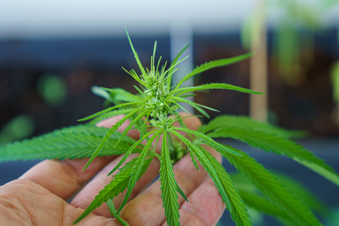 Egy friss tanulmány szerint a kenderben található hatóanyagok segíthetnek megakadályozni a koronavírus-fertőzést